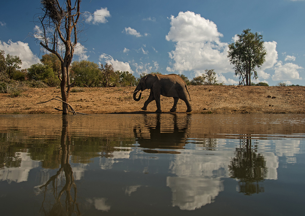 Madikwe Game Reserve Elephant Walk 1